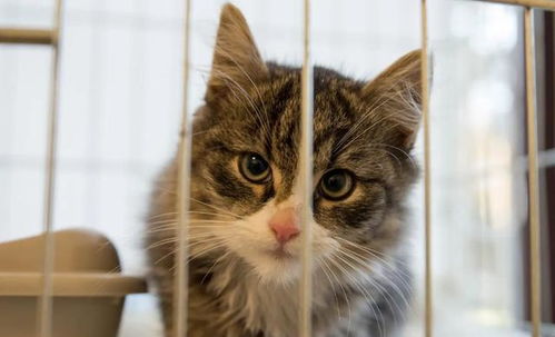 宠物猫怎么笼养才好呢