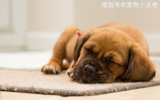 宠物狗被误会怎么办呢