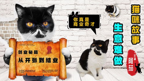 宠物猫怎么创业
