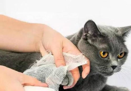 宠物猫外伤怎么处理