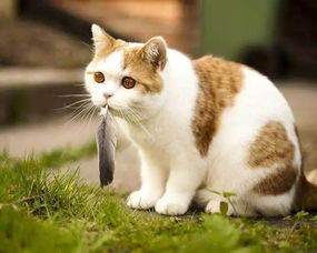 宠物猫怎么出现的