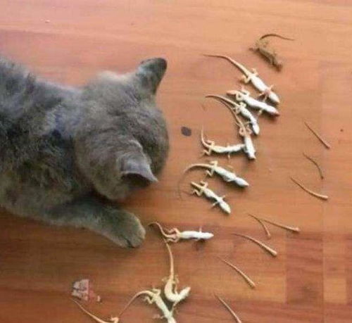 宠物猫怎么寄的出去
