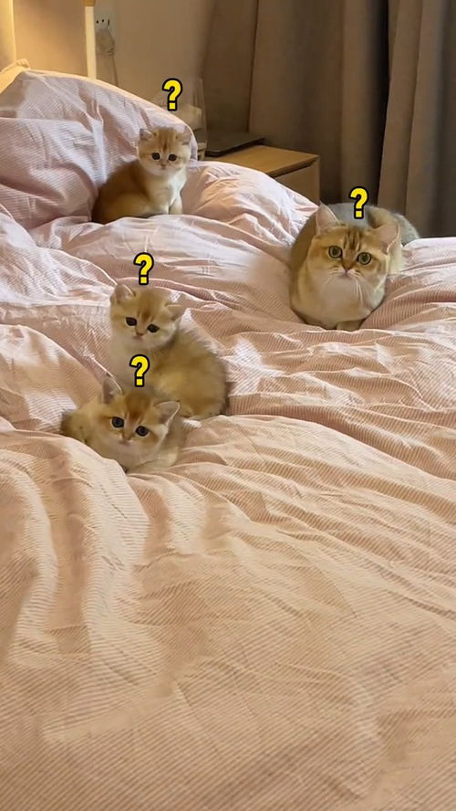 床单全是宠物猫怎么清洗