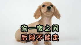 宠物狗的腿瘸了怎么治疗