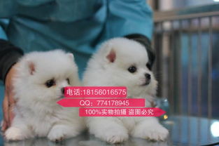 小宠物狗怎么卖的多一些