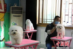 商业广场卖宠物狗怎么样