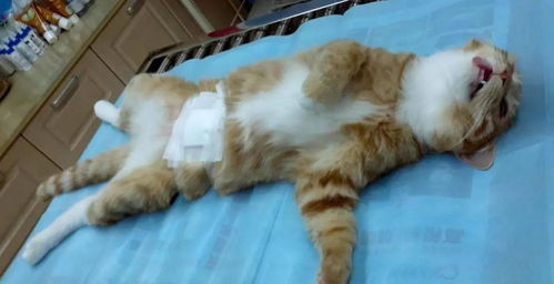 宠物猫绝育怎么处理好