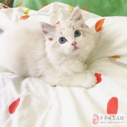 幼体宠物猫怎么养好呢