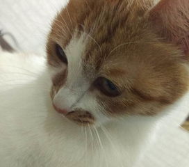 宠物猫怎么拿回家养
