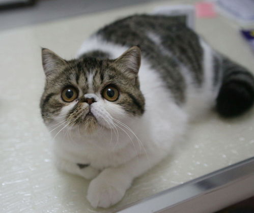 宠物猫配猫怎么配