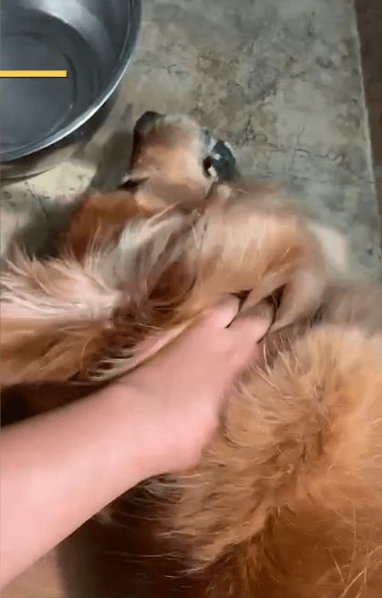 宠物狗误食了骨头怎么办