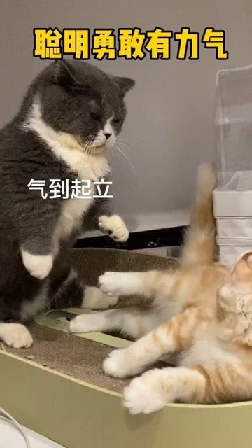 宠物猫日常打架怎么办啊