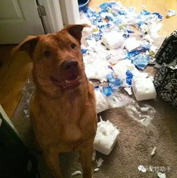 宠物狗的铲屎工具怎么用