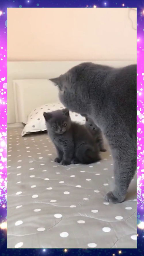 宠物猫怎么下嘴