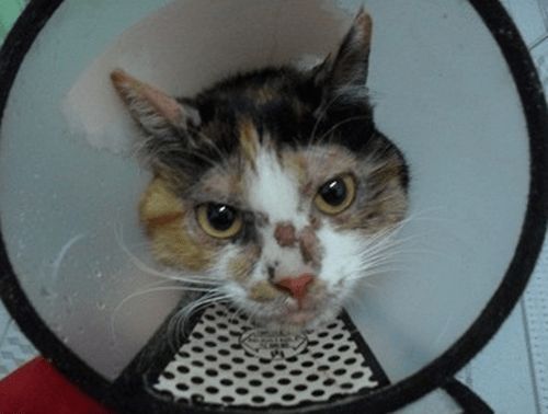 宠物猫怎么去螨虫
