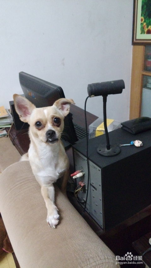 养殖宠物狗怎么样卖出去