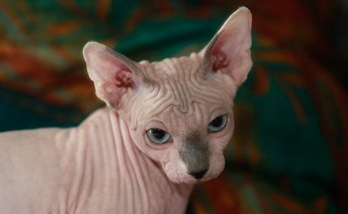 怎么剪宠物猫毛