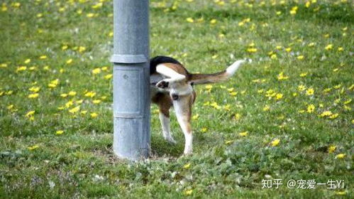 宠物狗怎么来滴尿液的呢