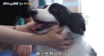 宠物狗太喜欢咬人了怎么办