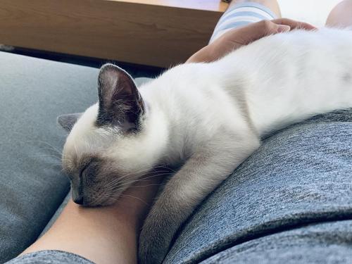 宠物猫怎么趴着