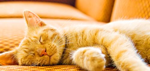 宠物猫怎么选新手幼猫