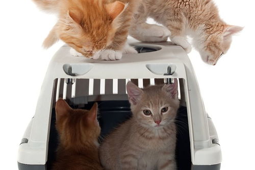 地铁宠物猫怎么带