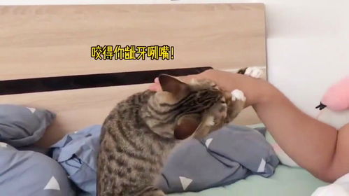 宠物猫小猫咬人怎么办