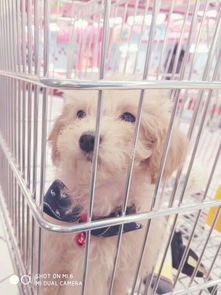狗狗剪个毛多少钱