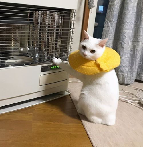 宠物猫电暖器怎么用的啊