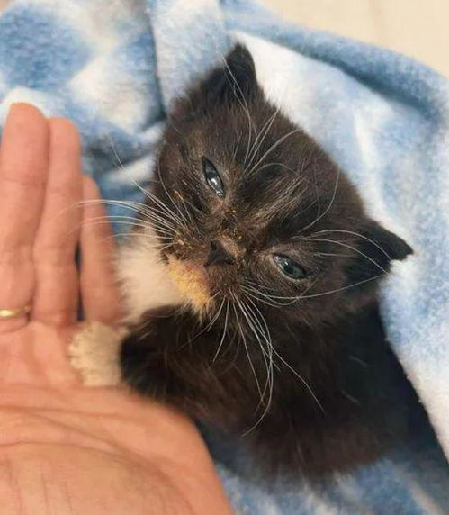 宠物猫怎么补水最快