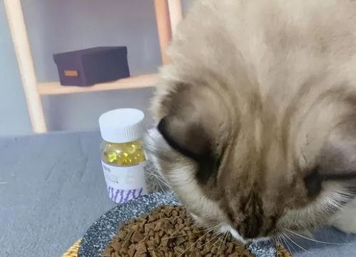 怎么给宠物猫吃鱼油