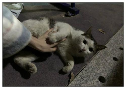 怎么在外面抓一只宠物猫