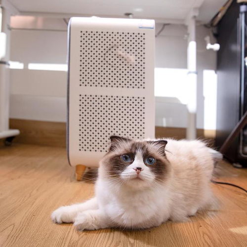 宠物猫毛怎么净化空气