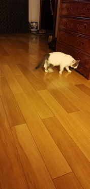 猫尾巴骨折多少钱