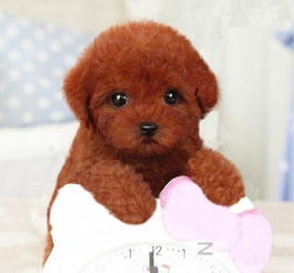 一只贵宾犬多少元