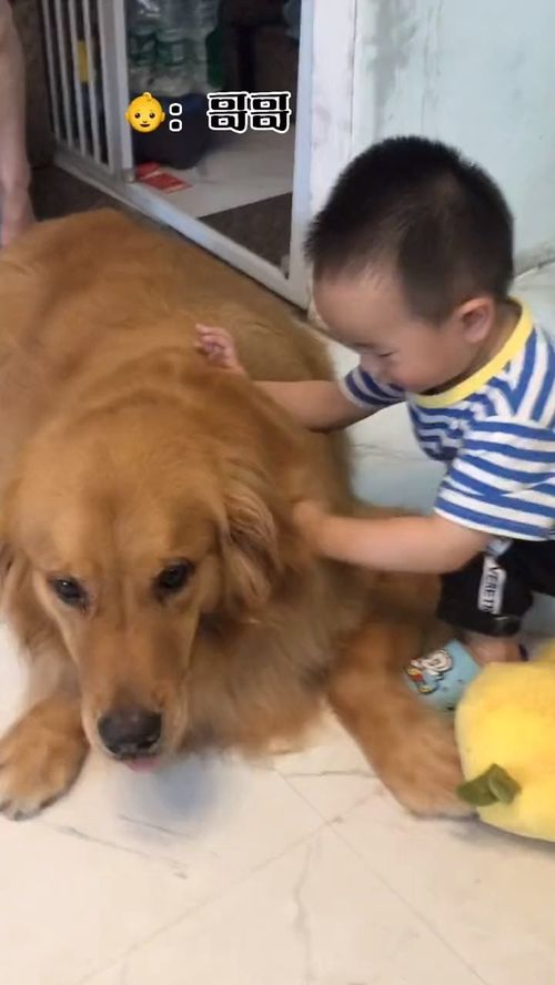 狗子打宠物狗会怎么样