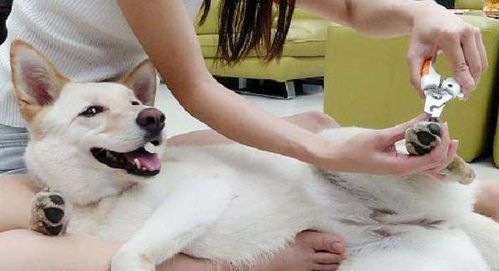 宠物狗怕剪脚指甲怎么办