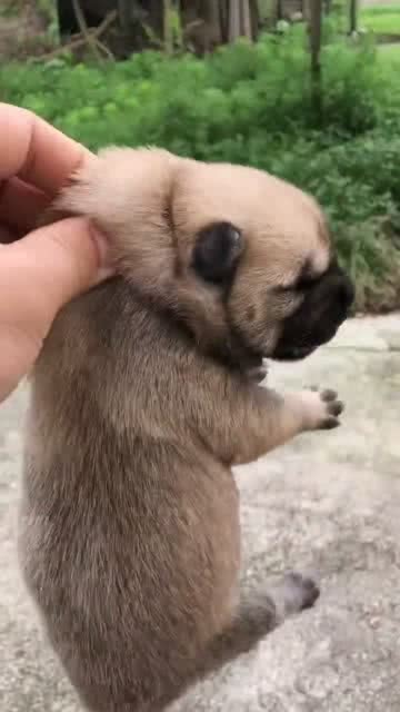 宠物狗犬叫唤怎么办啊