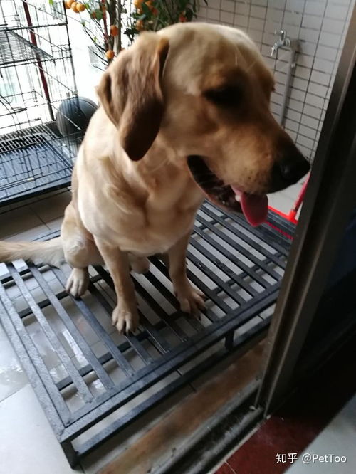 宠物狗在屋尿尿怎么办