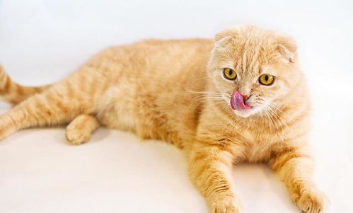 宠物猫怎么喜欢舔爪子