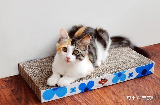 怎么抓到宠物猫