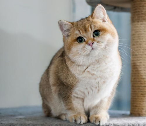 英短猫多少钱一只