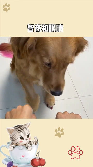 小狗的智商是多少