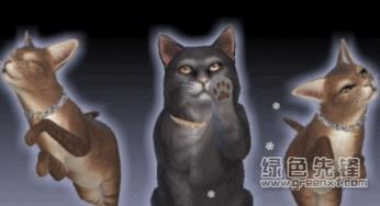 宠物猫的项圈怎么弄出来