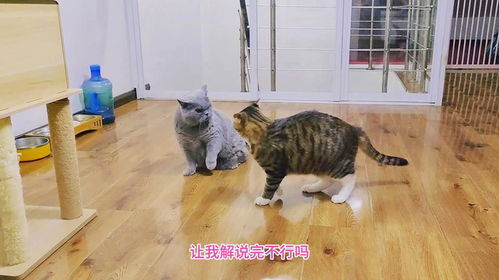 宠物猫不会拆家吗怎么办