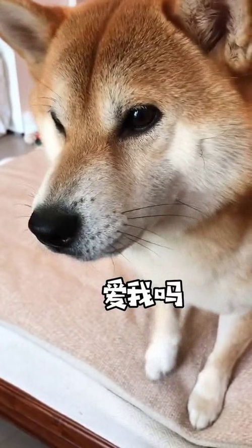 好久不见宠物狗怎么说