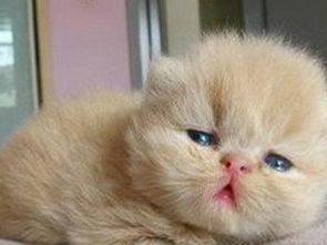 养宠物猫怎么卖的快一些
