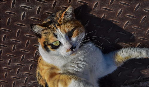 宠物猫怎么铲毛的