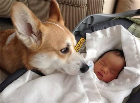 宠物狗幼崽怎么断尾巴的