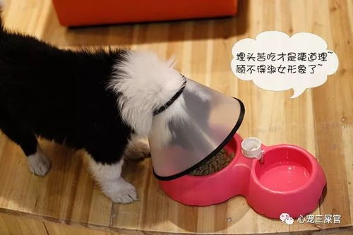 宠物狗吃饭怎么喂的快呢